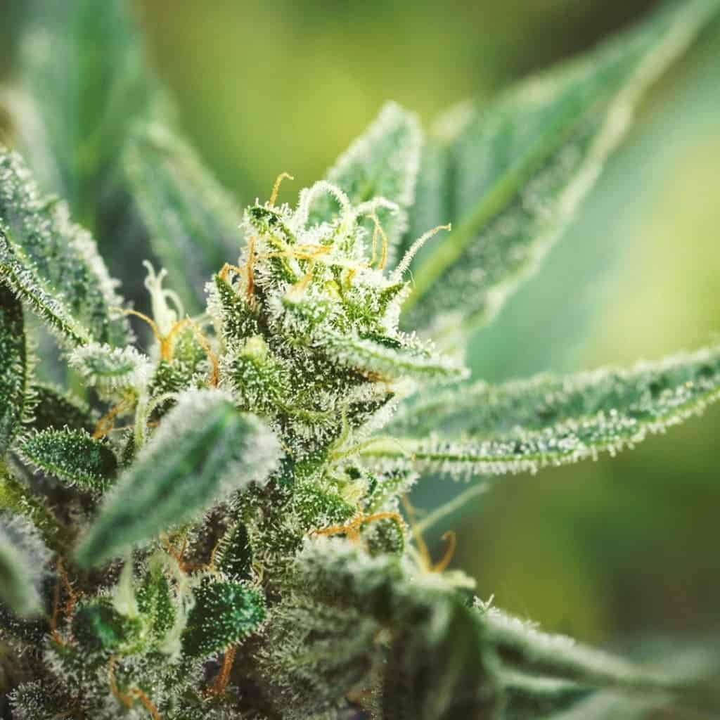 מחקר על קנאבינואידים