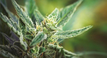 מחקר על קנאבינואידים – 5 קנאבינואידים שחשוב שתכירו מקרוב