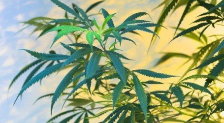 מה זה קנאביס רודרליס ולמה הוא כל כך שימושי? – הכל על ה’מין השלישי’ של צמח הקנאביס