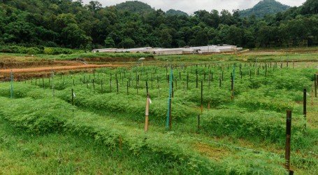 תאילנד: הממשלה משנה את חוקי הסמים כדי לאפשר גידול ושימוש בקנאביס רפואי