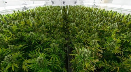 חברת ‘טוגדר’ שוקלת לעבור לגדל קנאביס בגרמניה בגלל ביטול הייצוא