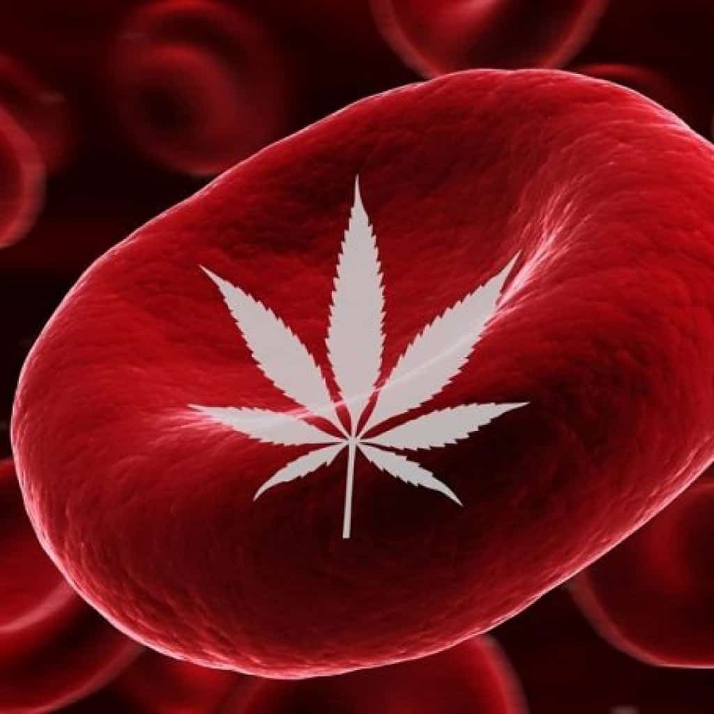 צרכני קנאביס - האם מותר לתרום דם?