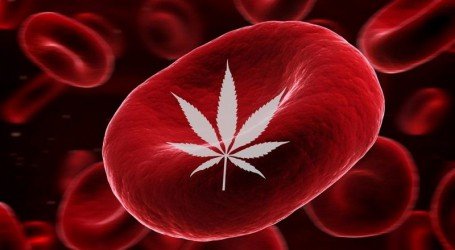 ירוק מבחוץ אדום מבפנים – האם צרכני קנאביס יכולים לתרום דם?