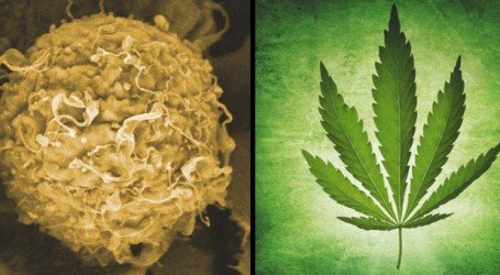 מחקר ישראלי: קנאביס רפואי מסייע ל-96% מחולי הסרטן