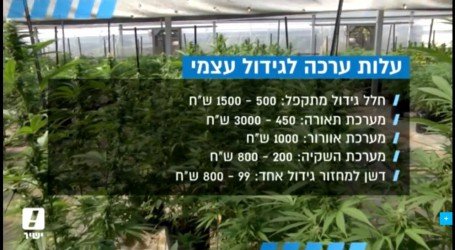 גידול קנאביס – עליה במכירת ערכות בעקבות שינוי המדיניות