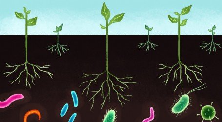 פרוביוטיקה לגידול קנאביס: פחות דשנים וחומרי הדברה