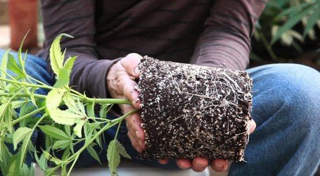 העברת הצמח לעציץ גדול: למה זה חשוב ואיך עושים זאת נכון?