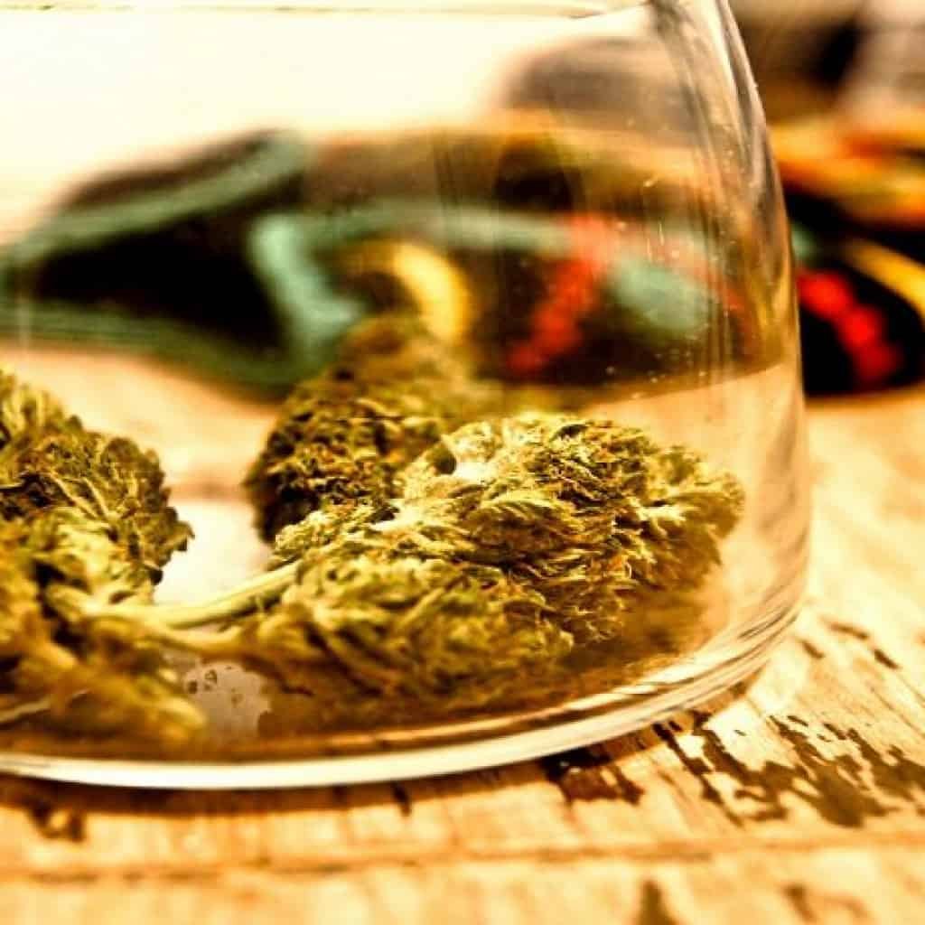 קנאביס עם CBD - נגד התמכרות