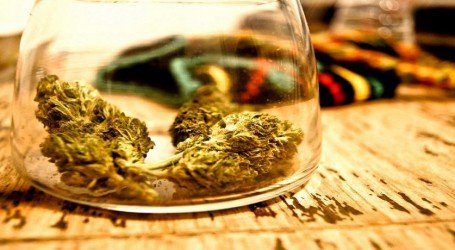 מחקר: קנאביס מועיל נגד התמכרויות