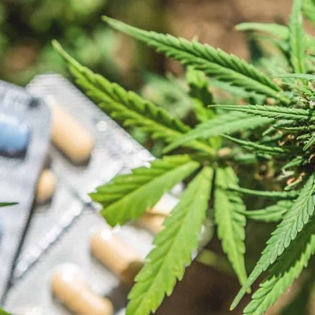 קנאביס רפואי - כלי לגמילה מסמים ותרופות מרשם