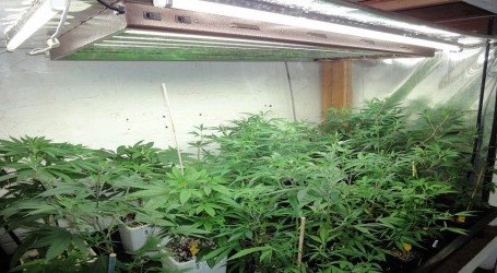 גידל 47 שתילים וקיבל מאסר על תנאי