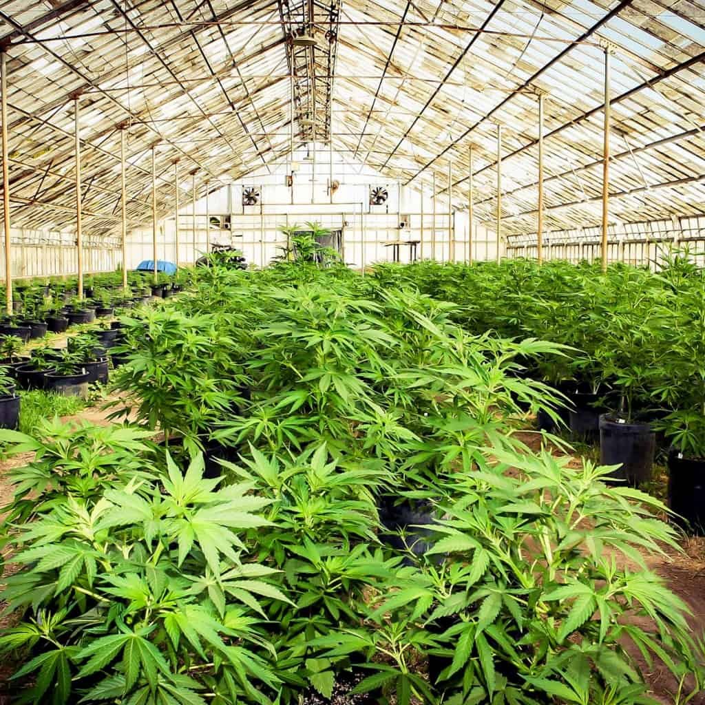 חוות קנאביס