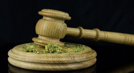 גידל והחזיק קנאביס בכמות מסחרית – וקיבל עבודות שירות