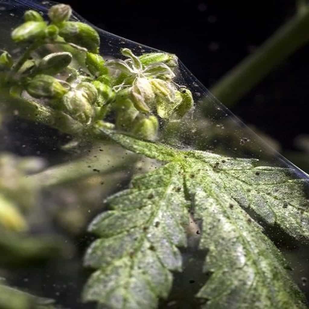 מזיקים - ראשית