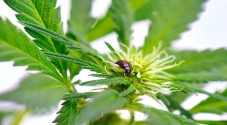 המדריך המלא לזיהוי מזיקים בצמח הקנאביס