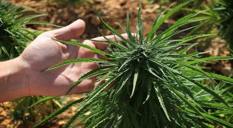 למרות העבר הפלילי – עונש קל על גידול ביתי