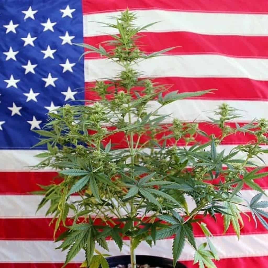 קנאביס ארה"ב