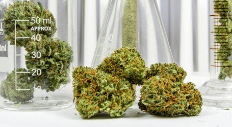 משרד החקלאות מכיר בקנאביס לריפוי סרטן