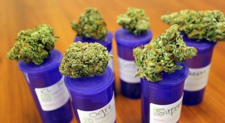 השארית: זני קנאביס רפואי שיישארו אחרי הרפורמה