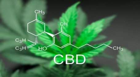 הבלבול: CBD הפך לסם אסור שמותר לצרוך