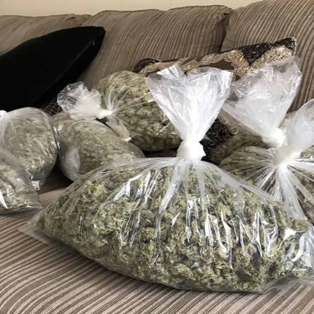 ביקורת טלגראס בחו"ל - פרחים