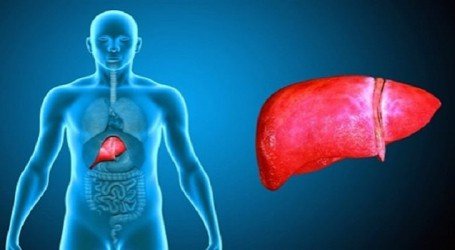 מחקר: קנאביס הורג תאים סרטניים במעי