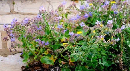 דישון והדברה מהטבע – צמחים שימושיים לגידול ביתי