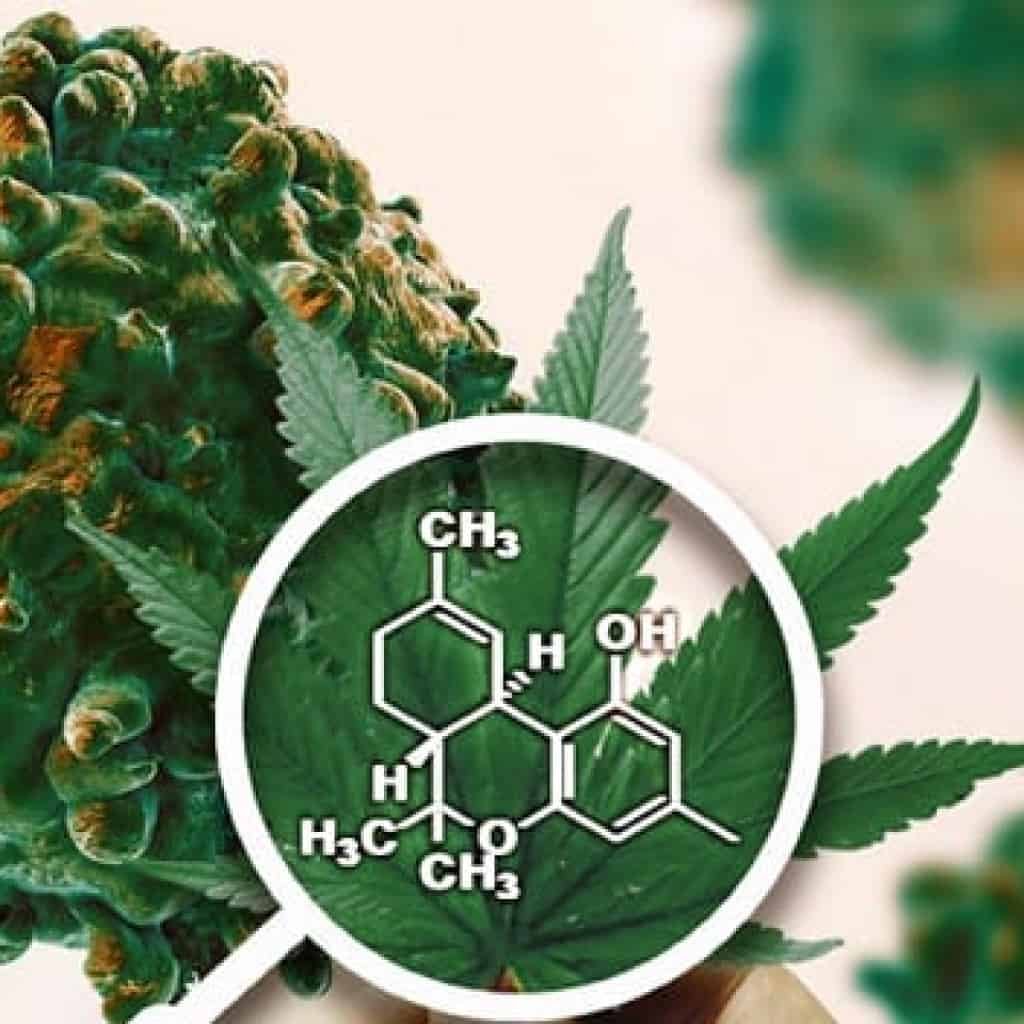 קנאביס לטיפול בסרטן