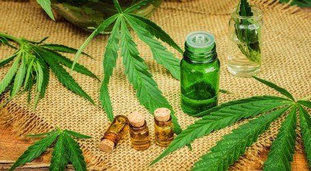 מחקר באוטיזם: שמן קנאביס שיפר את תפקודם של 80% מהילדים