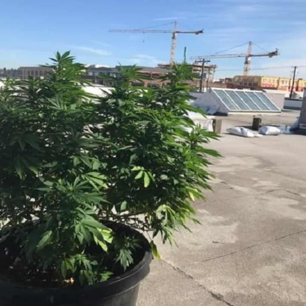 גידל 2 שתילים על הגג ושוחרר עם עונש קל