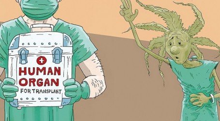 חשד: בתי חולים מונעים השתלות איברים ממטופלי קנאביס