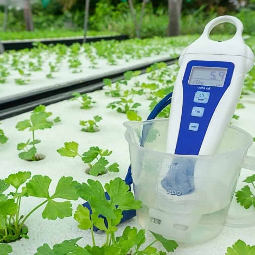 רמת חומציות אידיאלית לגידול קנאביס