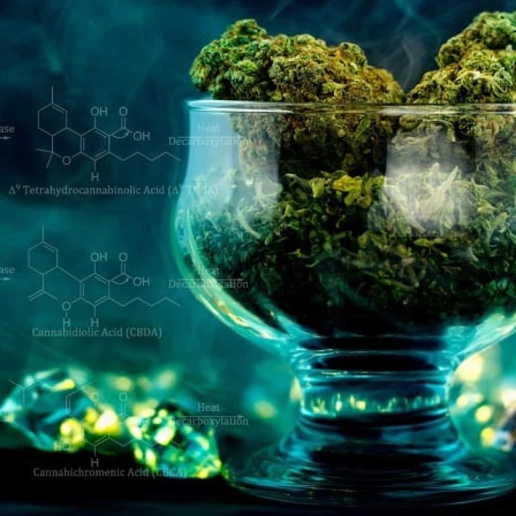 קנאבינואידים | תמונה באדיבות: Sensiseeds
