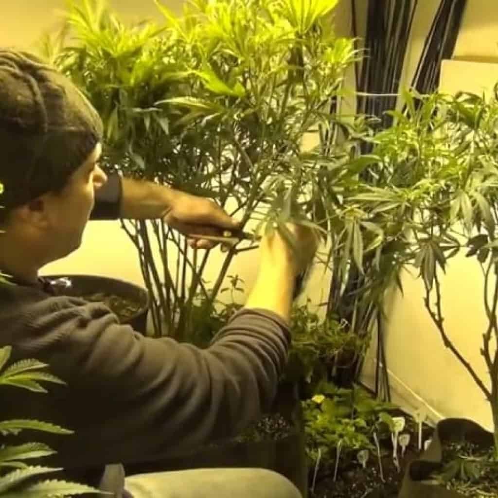 גיזום ותחזוקה שוטפת בעת הגידול