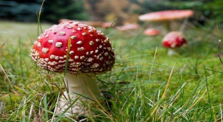 מחקר גילה: פטריה שמדבירה מזיקים עם טריפ פסיכדלי
