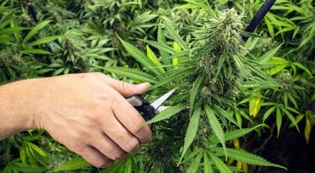 לפני הקציר – 4 טיפים חשובים להפקת מקסימום תוצאות