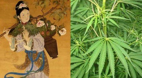 מחקר קבע: קנאביס עוזר לאנושות מזה 10,000 שנים