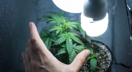 הצלחה מובטחת – 4 טיפים למגדל המתחיל