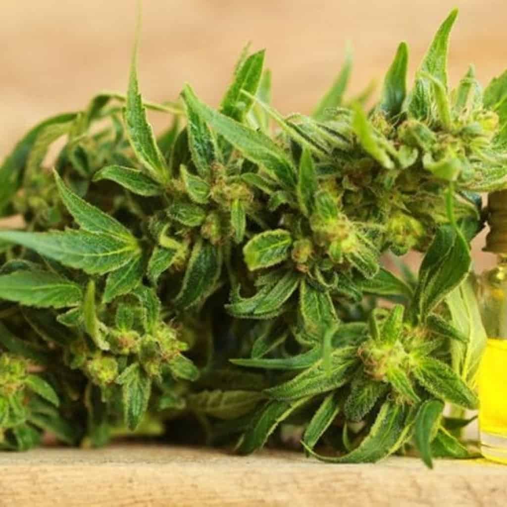 לא רק בשוויץ - משלוחי פרחים ומוצרי CBD חוקיים בארה"ב