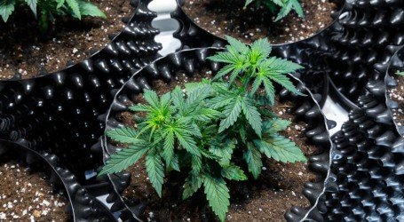 איך מגדלים קנאביס ? מדריכי גידול – המומלצים של 2018 לקראת השנה החדשה