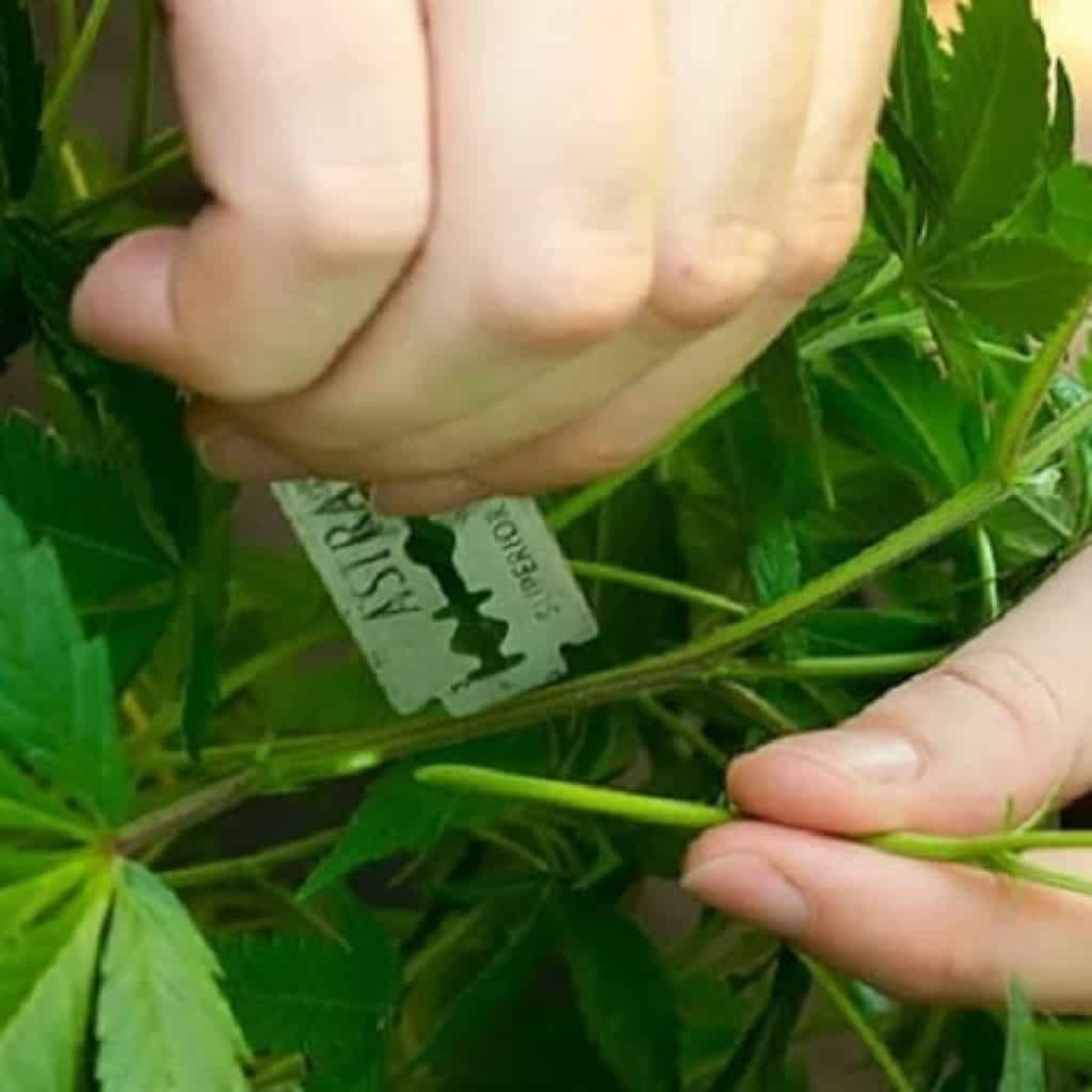 קיטום קנאביס - המדריך למתחילים