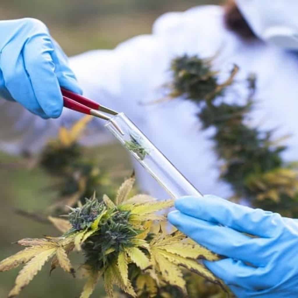 מחקר: קנאביס רפואי עוזר לחולי פיברומיאלגיה יותר מכדורים