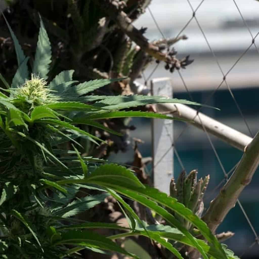 מטופלי קנאביס מגדלים בבית