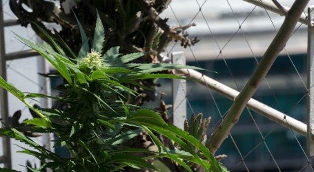 מטופל קנאביס נתפס מגדל בדירתו – ההרשעה בוטלה