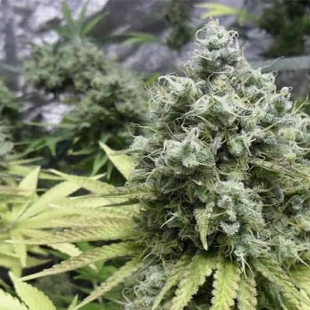 האם בקרוב הפרחים הרפואיים יהיו נחלת העבר? - מאת שלומי סנדק