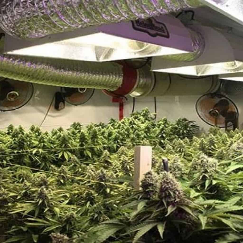 חישוב פד"ח (CO2) בגידול פנים של קנאביס