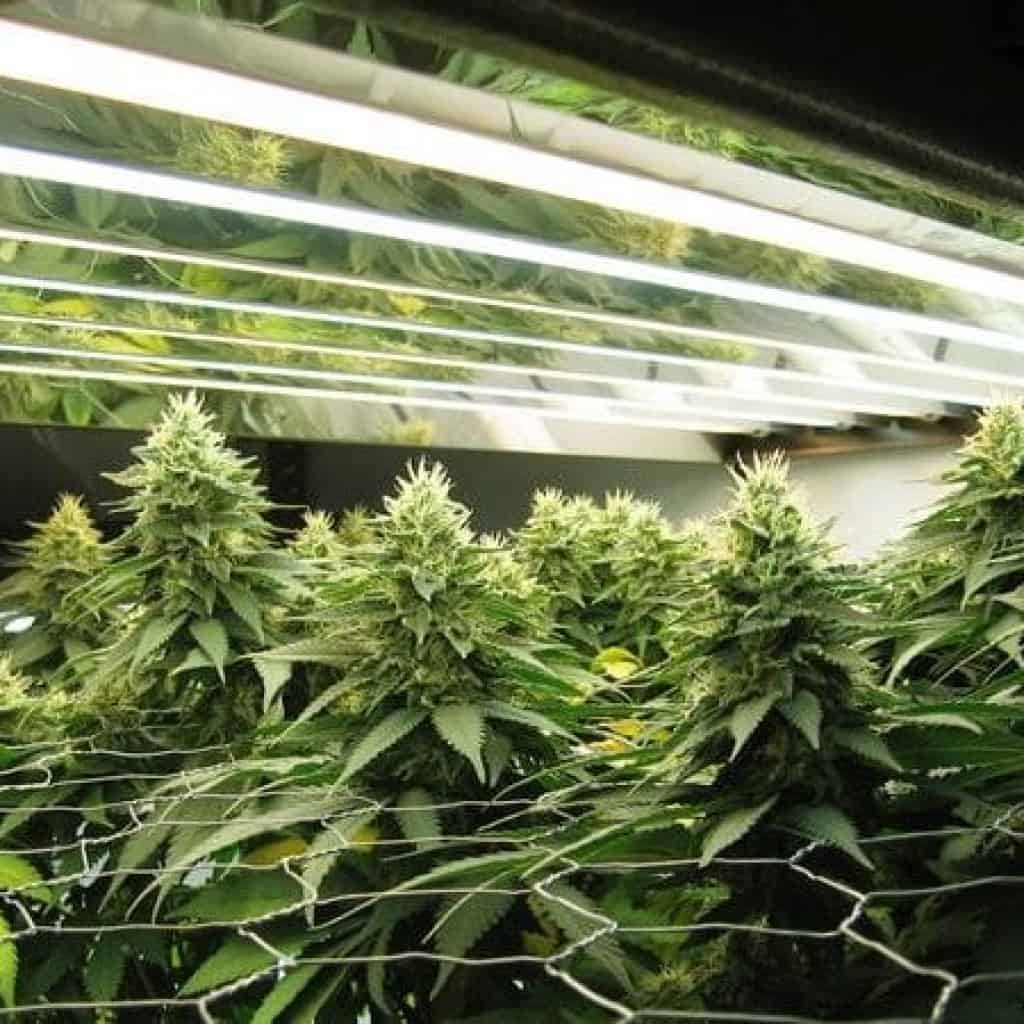 תחרות הגידול של ישראל - פרסים באלפי שקלים לזוכים