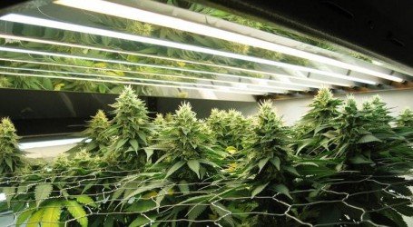 תחרות הגידול של ישראל – פרסים באלפי שקלים לזוכים