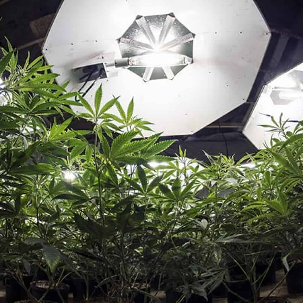 גידול קנאביס ביתי הידרושופ הידרו