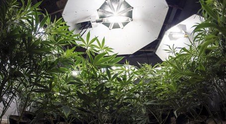 למה רק גידול ביתי יביא לגליזציה אמיתית